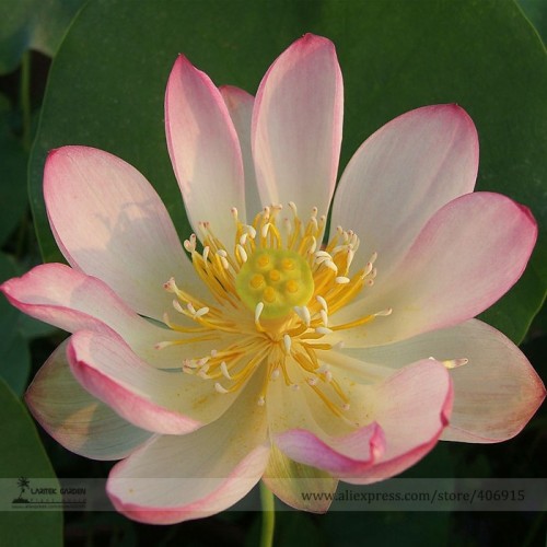 Heirloom Large Yellow Pink Nelumbo Nucifera Lotus 'Rising Sun' Flower Seeds, Professional Pack, Beautiful Flower E3146