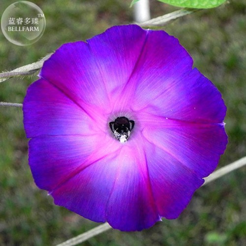 Rebecca Purple Morning Glory, 50 seeds, purple dark purple pink petals E3998