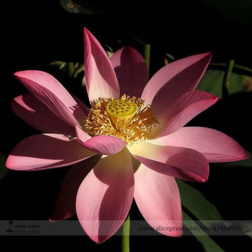 New Rare Blood Red Indonesia Lotus Flower Seeds, Professional Pack, 1 Seed / Pack, Cool Nelumbo Nucifera E3137