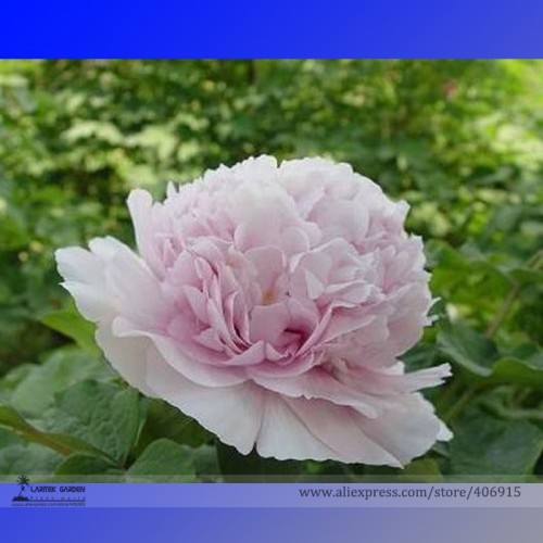 Heirloom 'Jin Gu Chun Qing' Multi-petalled Pink Peony Flower Seeds, Professional Pack, 5 Seeds / Pack, Fragrant Peony E3173