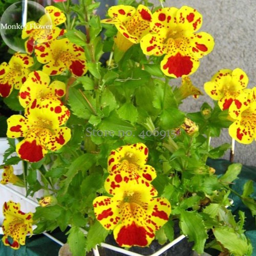 Rare Beautiful Colorful Monkey Face Flowers, 30 mixed Seeds, attract butterflies light up your garden E3699