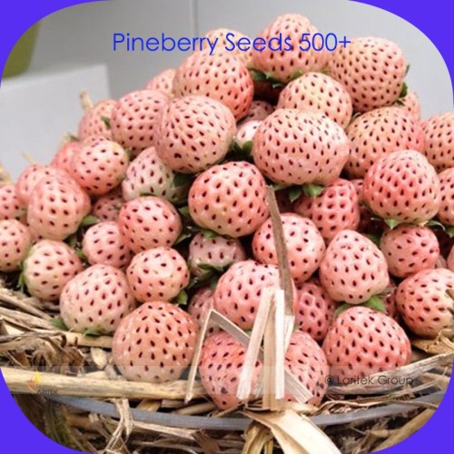Fresh Pineberry Seeds, Professional Pack, 500 Seeds / Pack, Ivory-White Berries Organic Heirloom Fruits #LG00009