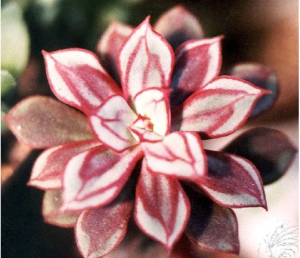1 Professional Packs, 20 Seeds/Pack, Multi-Colored Echeveria Nodulosa Seeds Free Shipping