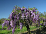 BELLFARM Wisteria Black Dragon Flower Seeds, 100 seeds, professional pack, double flowering fragrant vine plants