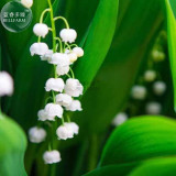 BELLFARM Heirloom White Lily of the Valley Convallaria majalis Perennial Flower Seeds, Professional Pack, 50 Seeds / Pack E3408