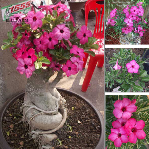 BELLFARM 'Feng Hei' Adenium Desert Rose Bonsai Seeds, 2pcs bonsai rose red flowers big blooms TS328T