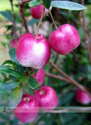 Very Rare Red Apple  LBerry Billardier  aongiflora Organic Fruit Seeds, Professional Pack, 10 Seeds / Pack, Tasty Garden Vine