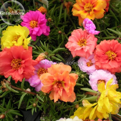 Rare Beautiful Colorful Portulaca Grandiflora Flowers, 200 Mixed Seeds, bonsai garden flowers light up your garden E3695