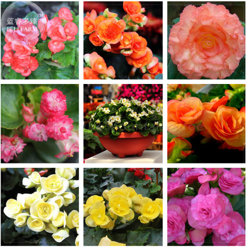 BELLFARM 35+ Mixed 9 Types of Begonia Flower Seeds, Professional Pack, perennial garden all seasons plant BD008H