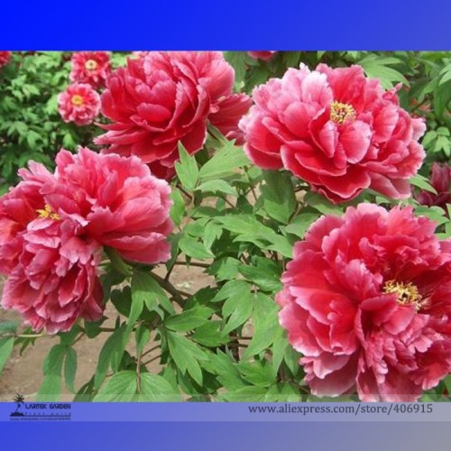 Rare 'Cao Zhou Hong' Fresh Red Peony Tree Flower Seeds, Professional Pack, 5 Seeds / Pack, Strong Fragrant Flowers E3259