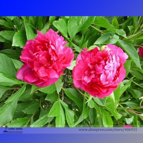 Rare 'East Jin' Red Middle Red Peony Shrub Flower Seeds, Professional Pack, 5 Seeds / Pack, Light Fragrant Garden Flowers E3260