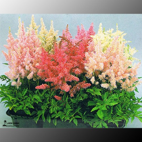 Mixed Astilbe Chinensis, Professional Pack, 100 Seeds / Pack, Very Beautiful Bonsai Flowers #LG00024