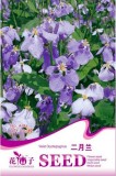 Violet Orychopragmus Flower Seeds, 1 Original Pack, 100 Seeds / Pack, Beautiful Purple Flowers #A185