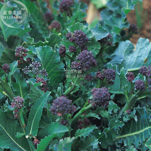BELLFARM Broccoli Early Purple Sprouting Vegetable Seeds, 1000 seeds, hybrid heirloom home garden vegetables
