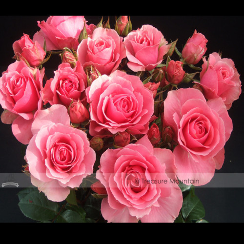1 Professional Pack, 50 seeds / pack, Clusters of Pink Rose Indoor Garden Seed #NF420