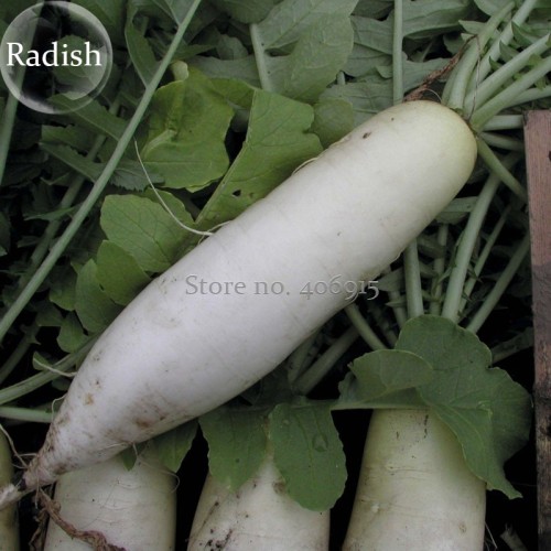 Heirloom White Radish Big Organic Vegetables, 20 Seeds, tasty hot Chinese vegetables E3913