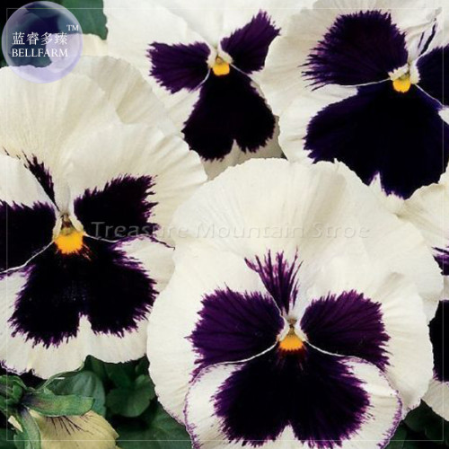 BELLFARM 50+ Pansy Swiss White Black Flowers Seeds, Professional Pack, viola wittrockiana winter flower TS416T