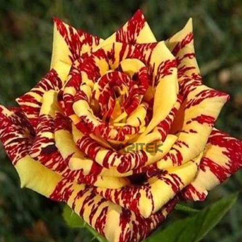 1 Professional pack, 200 seeds / pack,  'George Burns' Striped Roses, ROSE BUSH YELLOW WITH BURGUNDY STRIPED