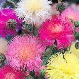 Rare Beautiful Colorful Cornflower Flowers, 50 Mixed Seeds, nice centaury light up garden flowers E3711