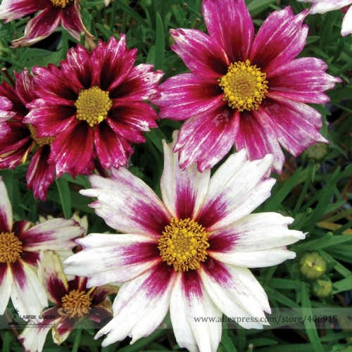 Rare Changeable Colors Li'l Bang Starlight Coreopsis Flower Seeds, Professional Pack, 20 Seeds / Pack, Interesting Garden Flower