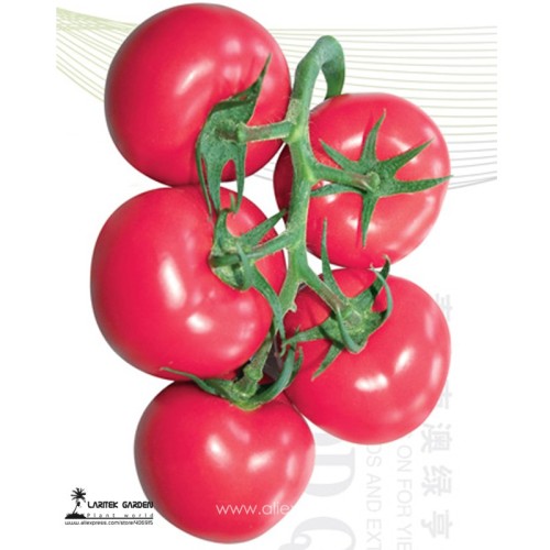 Heirloom 'Summer Pink' Big Truss Tomato Hybrid with storage stability High-yielding Vigorous growth Plant 20 Seeds