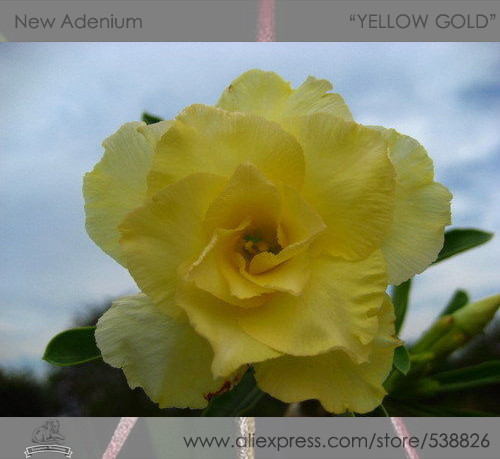 1 Professional Pack, 2 seeds / pack, Variegated Adenium Obesum YELLOW GOLD Desert Rose Flowers Seeds #NF293