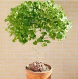 Dioscorea Elephantipes Imported Elephant's Foot Yam Seeds, Professional Pack,  bonsai indoor or outdoor available TS274T