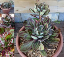 1 Professional Packs, 20 Seeds/Pack, Multi-Colored Echeveria Nodulosa Seeds Free Shipping