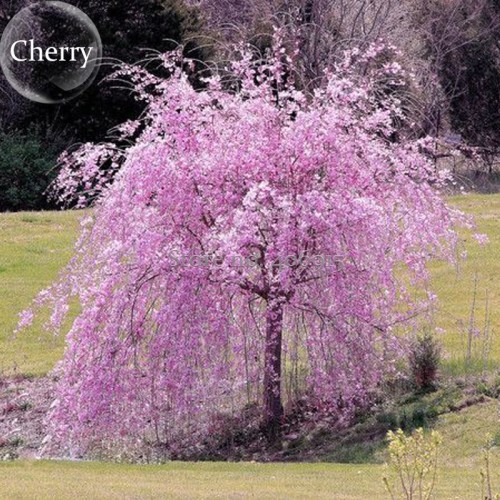 Heirloom Pink Beautiful Oriental Cherry Sakura Tree, 20 seeds, fragrant cherry blossom light up garden E3587