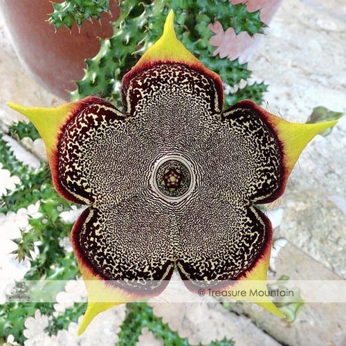 Edithcolea Grandis Succulent Carrion Flower Seeds approx 15 Seeds / Pack NF354