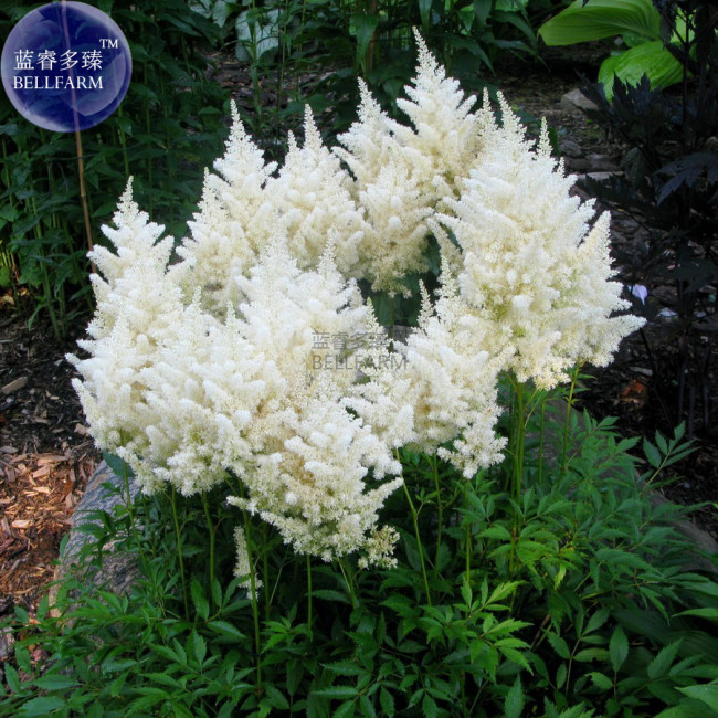 Rare Beautiful White Astilbe Chinensis Flowers, 50 Seeds, false spirea  light up your garden E3710