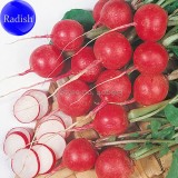 Heirloom Early Scarlet  Radish Vegetables, 50 Seeds, organic garden vegetables E3569