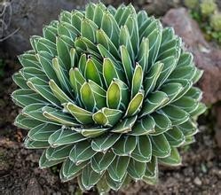 Agave Victoriae-reginae Seeds, Professional Pack, 5 Seeds, succulent flowering perennial plant Mexican Noa TS275T