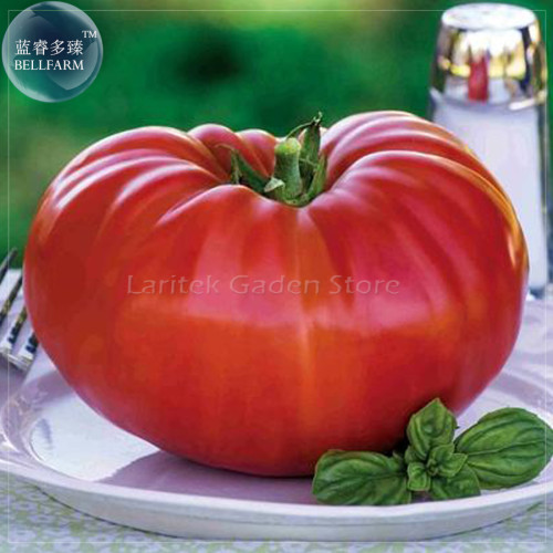 'Gigantomo' Tomato Seeds, 100 Seeds, Professional Pack, half-hardy annual tomato hybrid F1 E4079