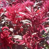 Amaranthus Red Flower Red Leaves Annual Plant Seeds, 100 Seeds, Professional Pack, annual ornamental upright plant TS400T
