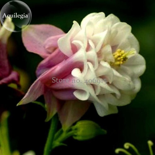 Rare Beautiful Pink White Edge Aquilegia Columbine, 50 Seeds, long flowering light up your garden E3902