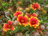 BELLFARM Indian Blanket Perennial Dwarf Gaillardia Flower Seeds, 30 seeds, original, big blooms single red petals yellow edge