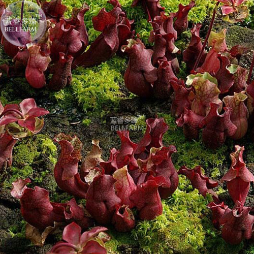 BELLFARM Sarracenia Purpurea Purple Pitcher Carnivorous Plant Seeds, 5 seeds, professional pack, 100% real succulent NF358