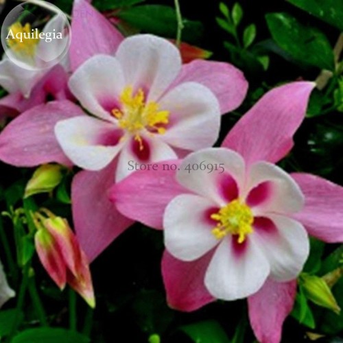 Pink Aquilegia Garden Columbine with white inside, 50 seeds, very beautiful light fragrant E3796