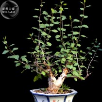 Bursera Hindsiana Torote Prieto Torchwood Seeds, Professional Pack, 1 Seed, bonsai copla with greenish yellow flowers E4021