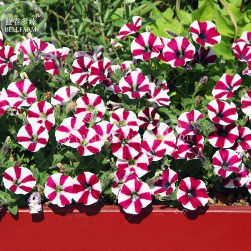 Petunia Compacta Nana F2 Petunia Star Dwarf Mixed Seeds, Professional Pack, 200 Seeds E4023