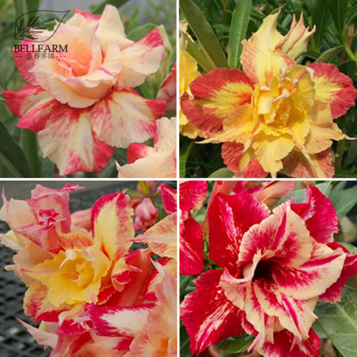 BELLFARM 'Dazzling Girl' Colorful Adenium Desert Rose Bonsai Seeds, 2pcs, red-yellow-orange-rose red color TS325T