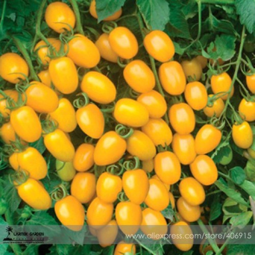 Rare 'Imperial concubine' F1 Yellow Cherry Tomato 20 Seeds E3460