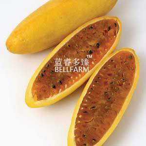 BELLFARM Banana Passion Fruit Seeds, 30 seed, professional pack, pink flower tropical garden passiflora