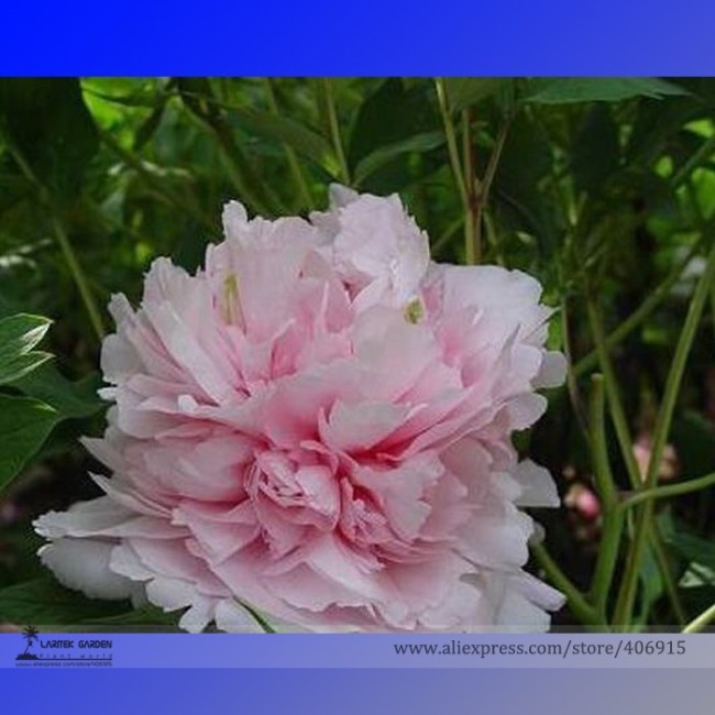 Heirloom 'Wan Shi Sheng Se' Pink Multi-petalled Peony Tree Perennial Flower Seeds, Professional Pack, 5 Seeds / Pack E3183