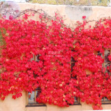BELLFARM Heirloom Imported Red Ivy Climbing Plant Seeds, Professional Pack, 10 Seeds / Pack E3431