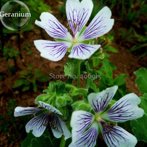 White Purple Lobed And Finely Wrinkled Geranium, 5 Seeds, pretty good light up your garden E3904