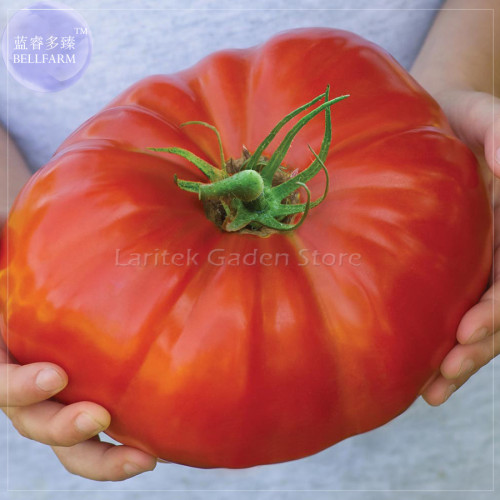 'Gigantomo' Tomato Seeds, 100 Seeds, Professional Pack, half-hardy annual tomato hybrid F1 E4079