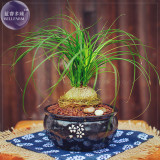 BELLFARM Recurvata Elephant's Foot Bonsai Plants, 5Seeds, ponytail palm a must for a loving bonsai BD071H