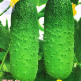 BELLFARM Short Green Cucumber Organic Seeds, 5 packs, 20 seeds/pack, prickly crisp bright green vegetables